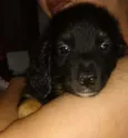 Mané