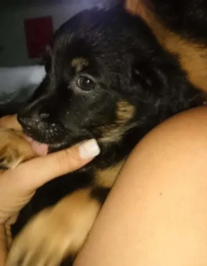 Cachorro raça SRD  idade Abaixo de 2 meses nome Pufe