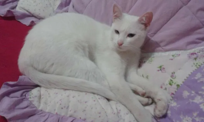 Gato raça Siamês idade 1 ano nome Marrentinha
