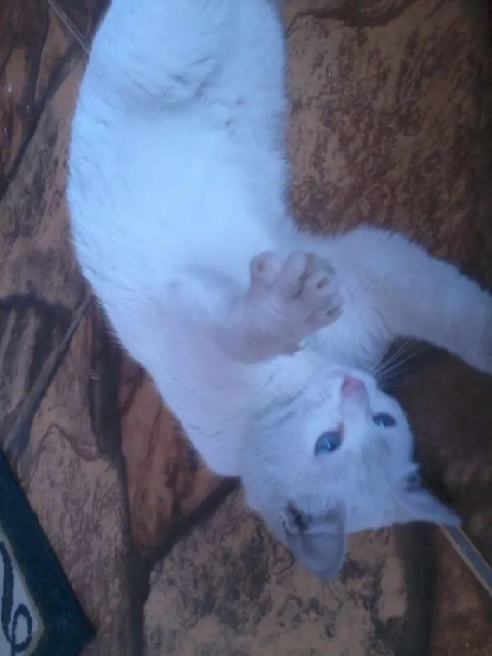 Gato raça Siamês idade 1 ano nome Marrentinha