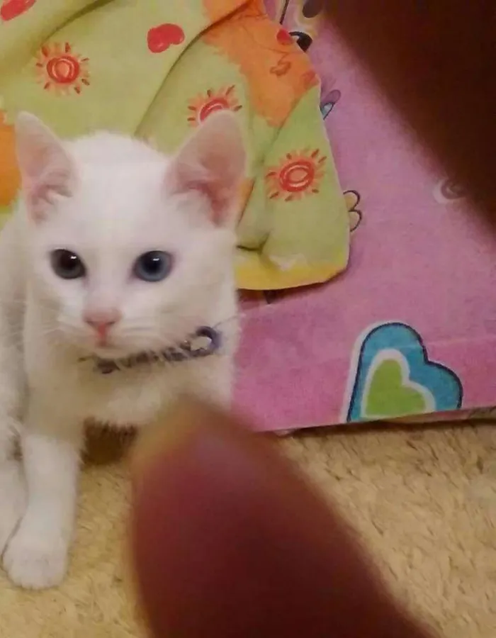 Gato raça Siamês idade 1 ano nome Marrentinha