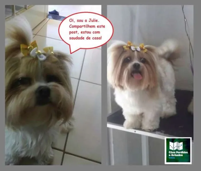 Cachorro ra a shihtzu idade 2 anos nome Julie 