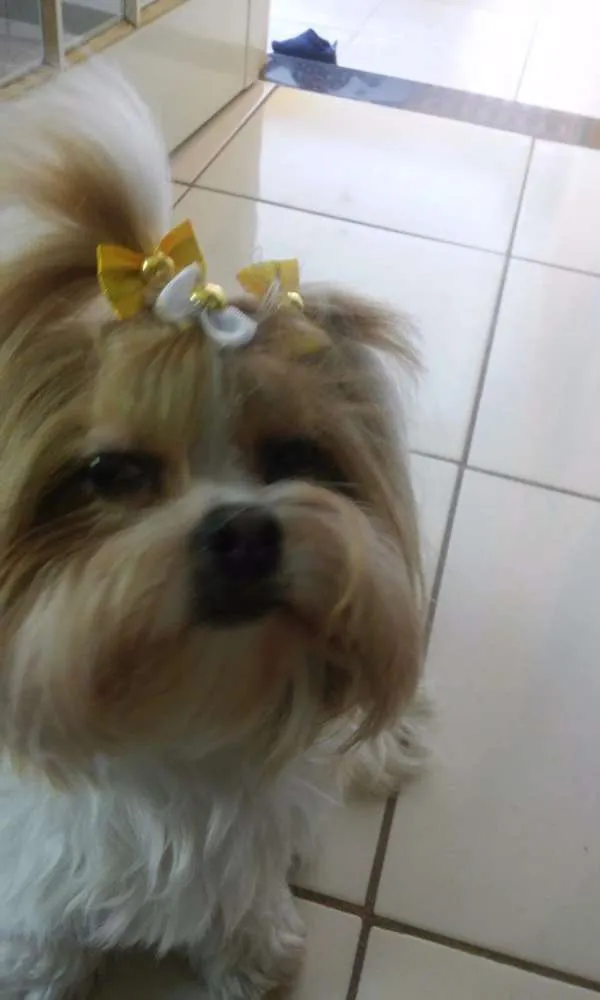 Cachorro ra a shihtzu idade 2 anos nome Julie 