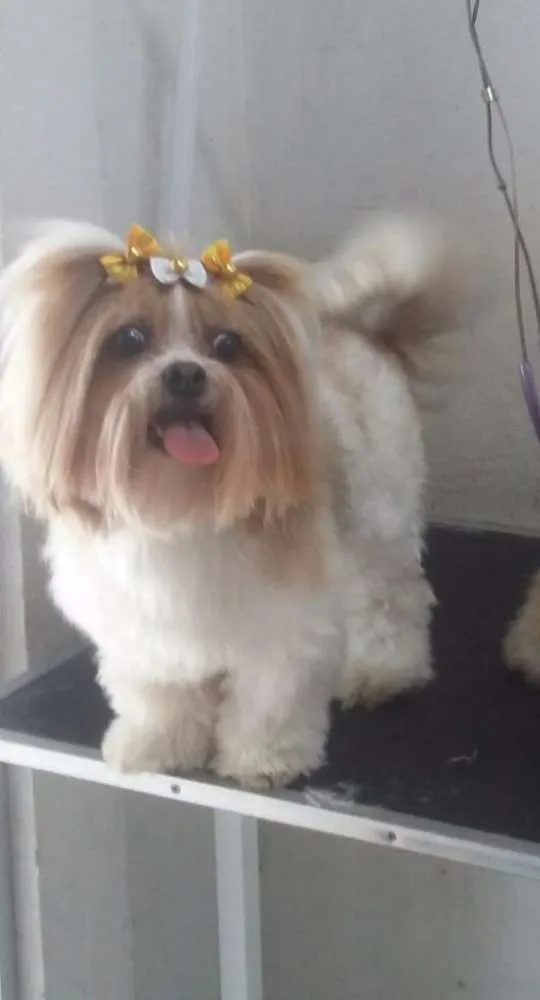 Cachorro ra a shihtzu idade 2 anos nome Julie 