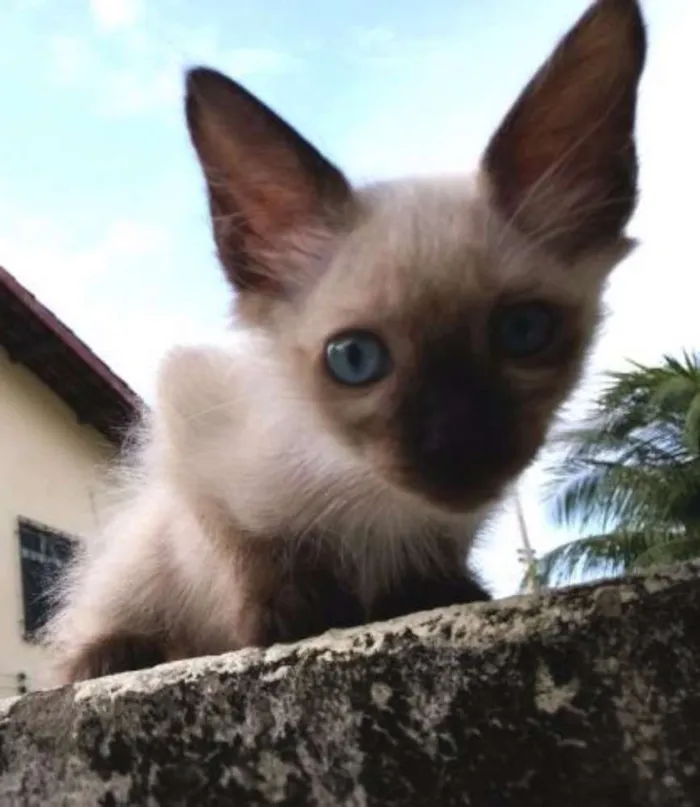 Gato ra a Siamês idade 2 a 6 meses nome Sem nome