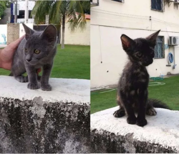 Gato ra a Siamês idade 2 a 6 meses nome Sem nome