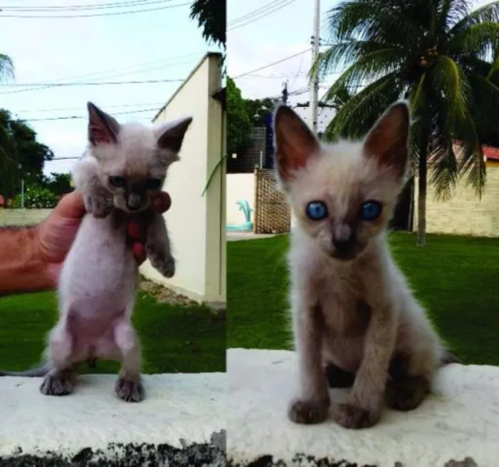 Gato ra a Siamês idade 2 a 6 meses nome Sem nome