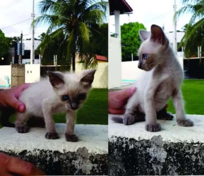 Gato ra a Siamês idade 2 a 6 meses nome Sem nome