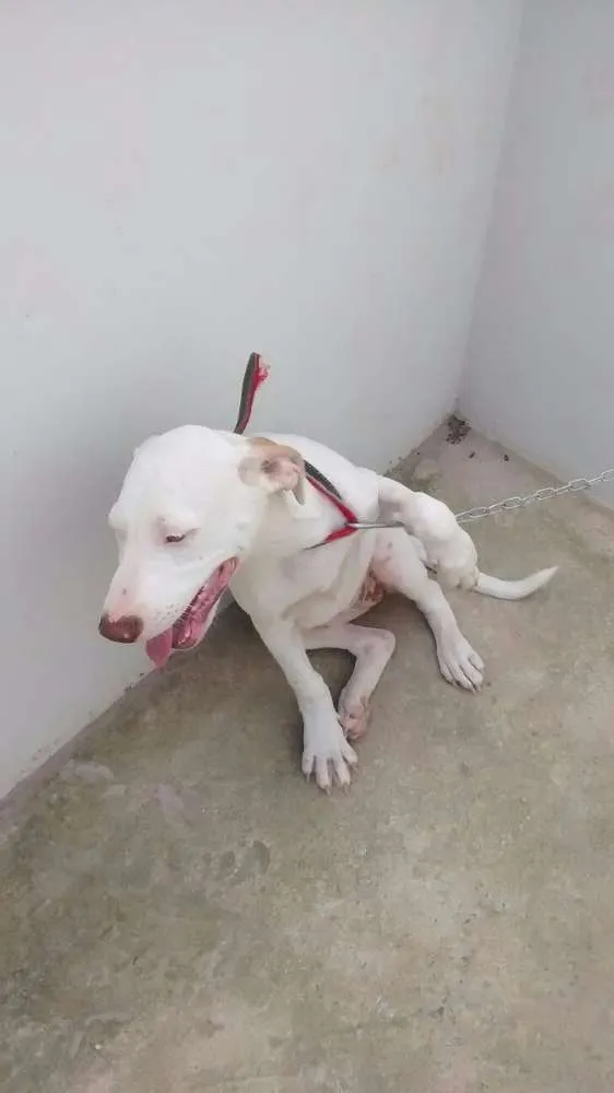 Cachorro ra a Sem raça definida idade 2 a 6 meses nome Lola