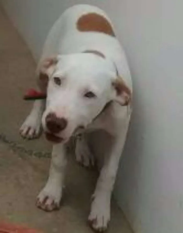 Cachorro ra a Sem raça definida idade 2 a 6 meses nome Lola
