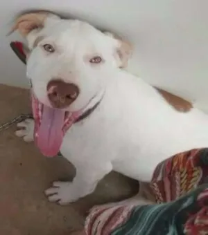 Cachorro raça Sem raça definida idade 2 a 6 meses nome Lola