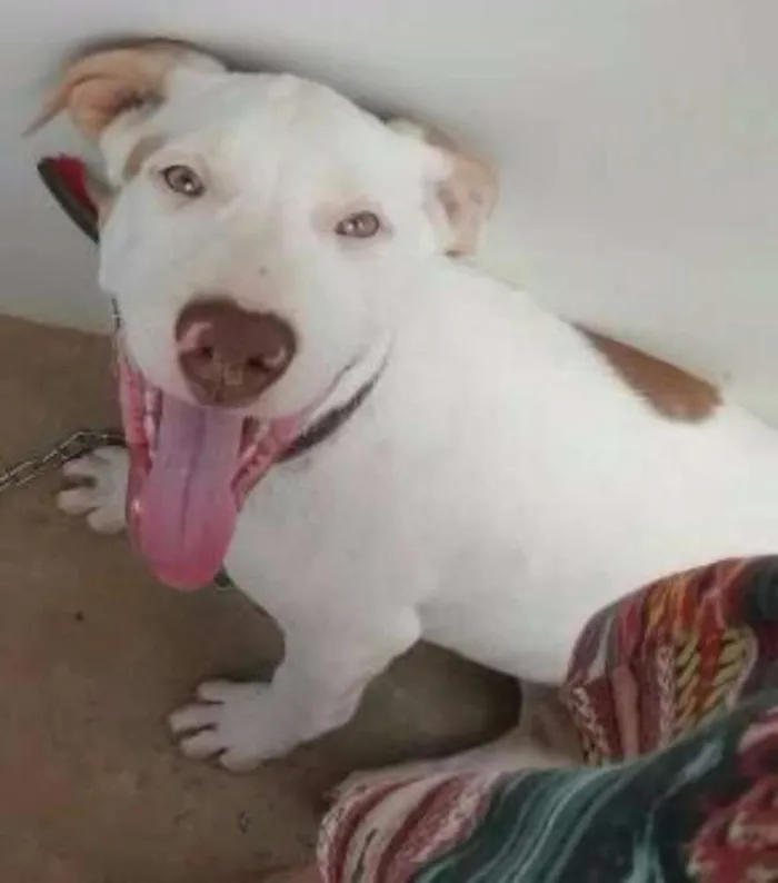 Cachorro ra a Sem raça definida idade 2 a 6 meses nome Lola