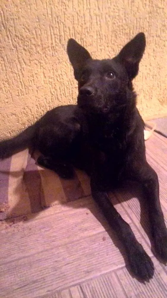 Cachorro ra a SRD idade 7 a 11 meses nome Achado 