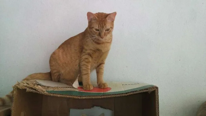 Gato ra a SRD idade 7 a 11 meses nome Cenoura