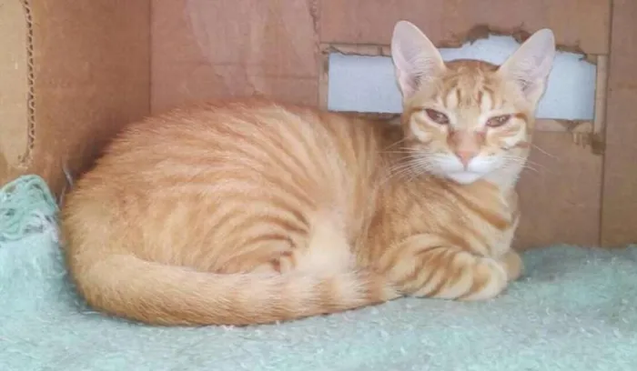 Gato ra a SRD idade 2 a 6 meses nome Dexter