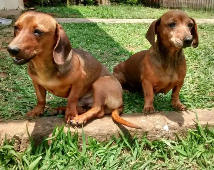 Cachorro ra a Daschund idade 2 a 6 meses nome Darwin