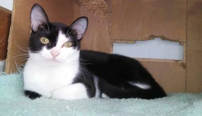 Gato ra a SRD idade 2 a 6 meses nome Paul