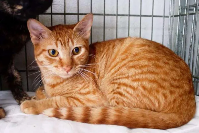 Gato ra a SRD idade 7 a 11 meses nome Cenoura