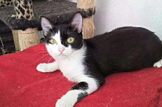 Gato ra a SRD idade 2 a 6 meses nome Paul