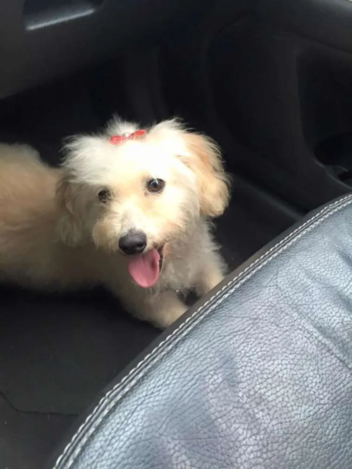 Cachorro ra a srd idade 3 anos nome Branquinha