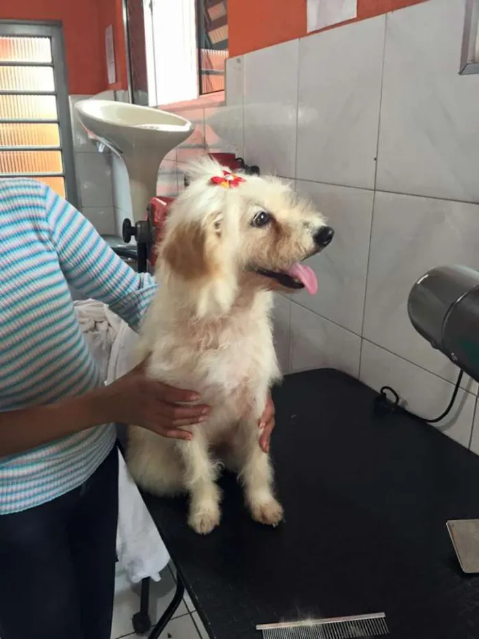 Cachorro ra a srd idade 3 anos nome Branquinha