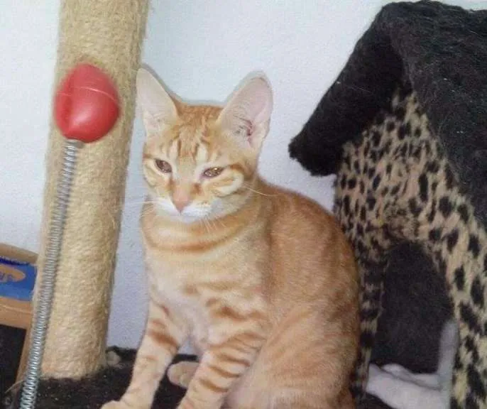 Gato ra a SRD idade 2 a 6 meses nome Dexter
