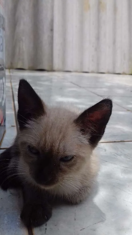 Gato raça Siamês idade Abaixo de 2 meses nome Sem nome