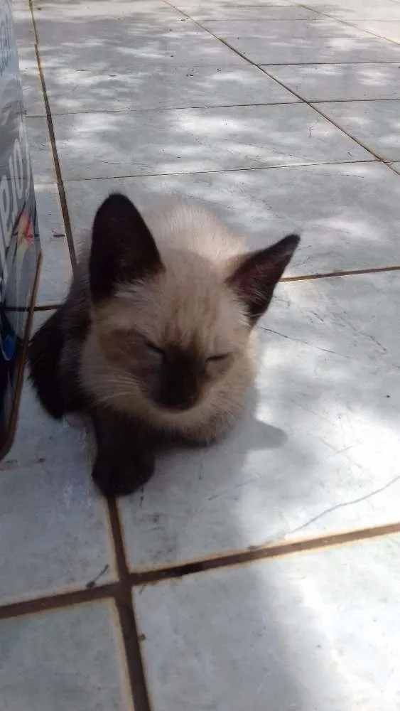 Gato raça Siamês idade Abaixo de 2 meses nome Sem nome