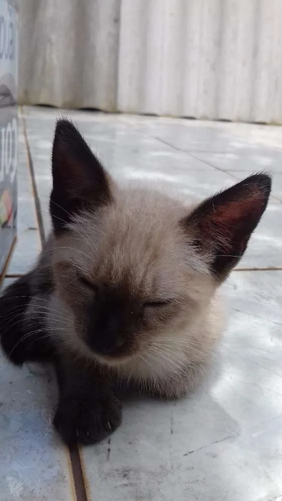 Gato raça Siamês idade Abaixo de 2 meses nome Sem nome
