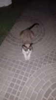 Julieta