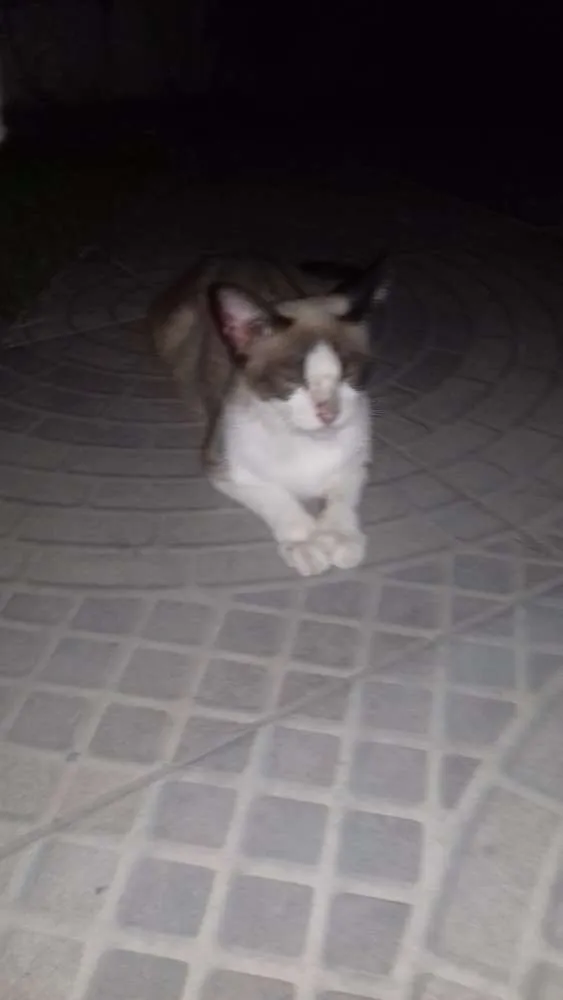 Gato ra a  idade 1 ano nome Julieta