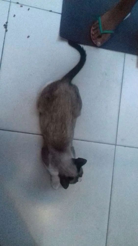 Gato ra a  idade 1 ano nome Julieta