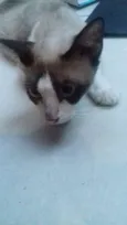 Julieta