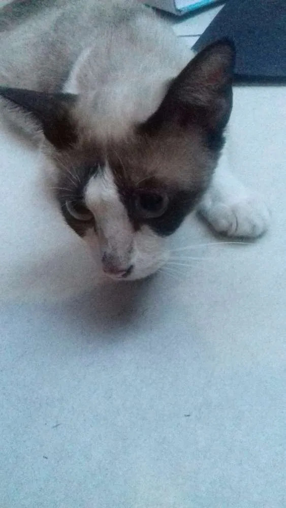Gato ra a  idade 1 ano nome Julieta