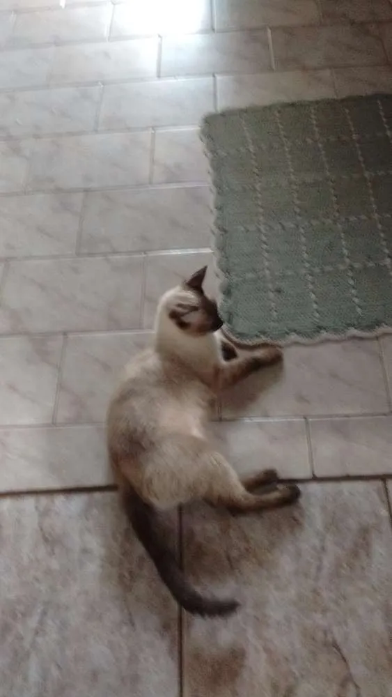 Gato ra a  idade 2 a 6 meses nome Nina, tom