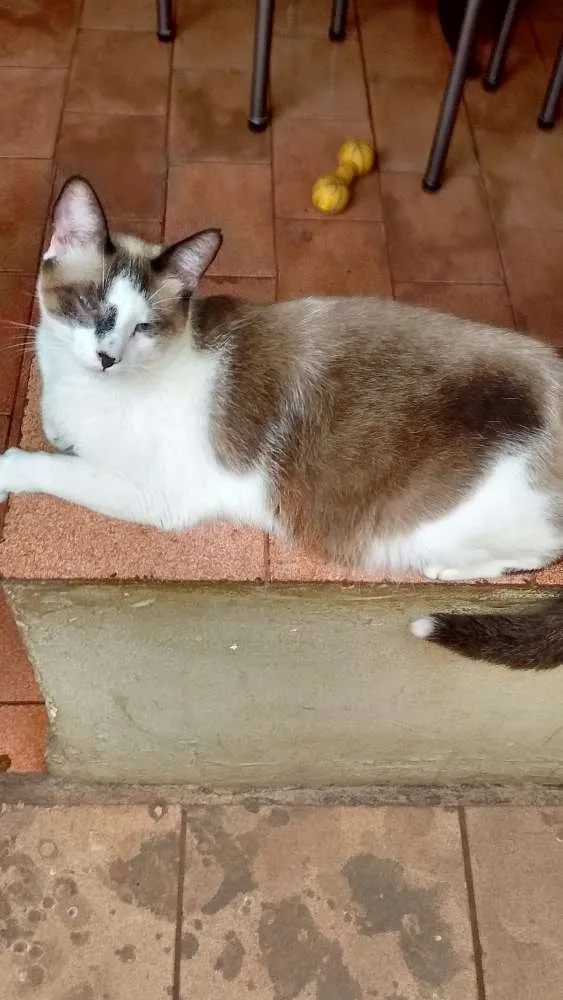 Gato ra a  idade 2 a 6 meses nome Nina, tom