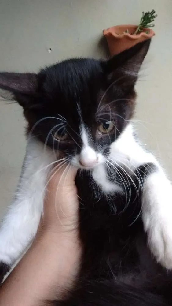 Gato ra a  idade 2 a 6 meses nome Nina, tom