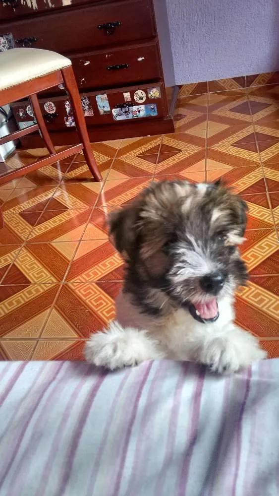 Cachorro raça Mistura de Poodle com outra raça  idade 2 a 6 meses nome Bob 