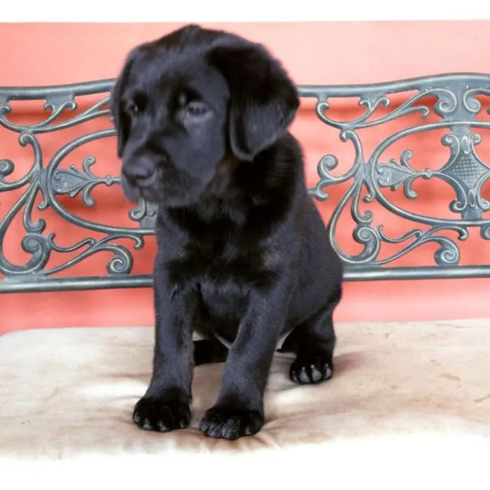 Cachorro ra a Labrador idade Abaixo de 2 meses nome MEL