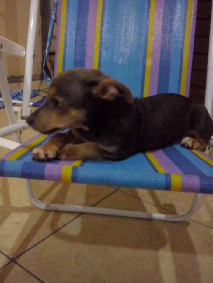 Cachorro ra a SRD idade 2 a 6 meses nome Otto