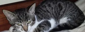 Gato raça gato vira lata idade Abaixo de 2 meses nome Sem nome 