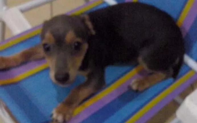 Cachorro ra a SRD idade 2 a 6 meses nome Otto