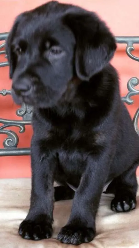 Cachorro ra a Labrador idade Abaixo de 2 meses nome MEL