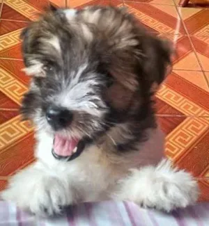 Cachorro raça Mistura de Poodle com outra raça  idade 2 a 6 meses nome Bob 