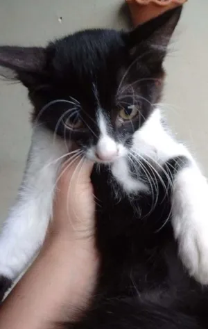 Gato raça  idade 2 a 6 meses nome Nina, tom