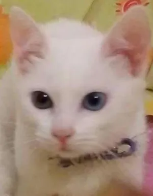 Gato raça Siamês idade 1 ano nome Marrentinha