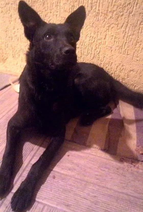 Cachorro ra a SRD idade 7 a 11 meses nome Achado 