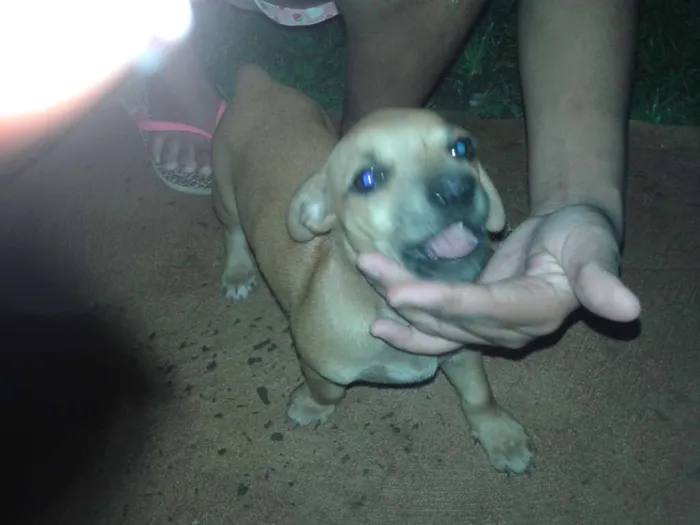 Cachorro ra a mistura de podie idade 2 a 6 meses nome pequena