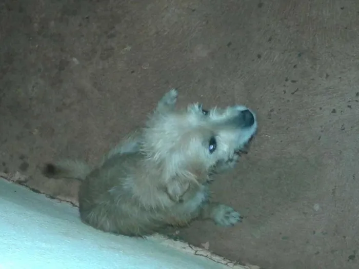 Cachorro ra a Poodle idade 2 anos nome pequerucha