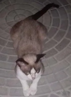 Gato raça  idade 1 ano nome Julieta